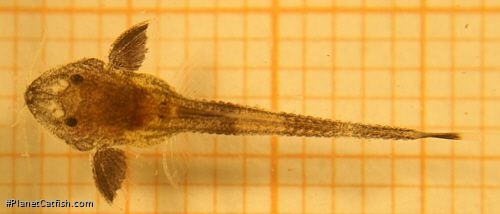Pseudohemiodon almendarizi