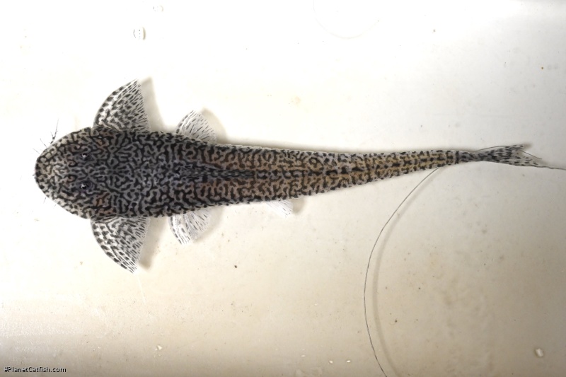 Pseudohemiodon lamina