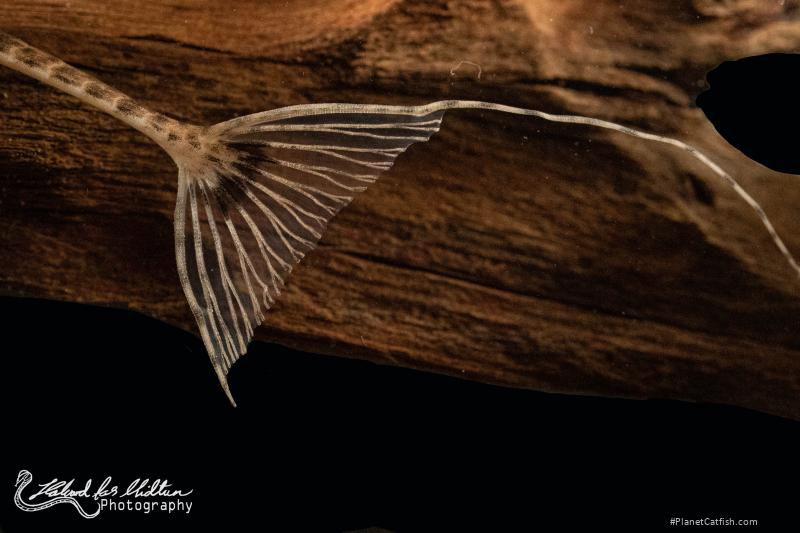 Pseudohemiodon lamina