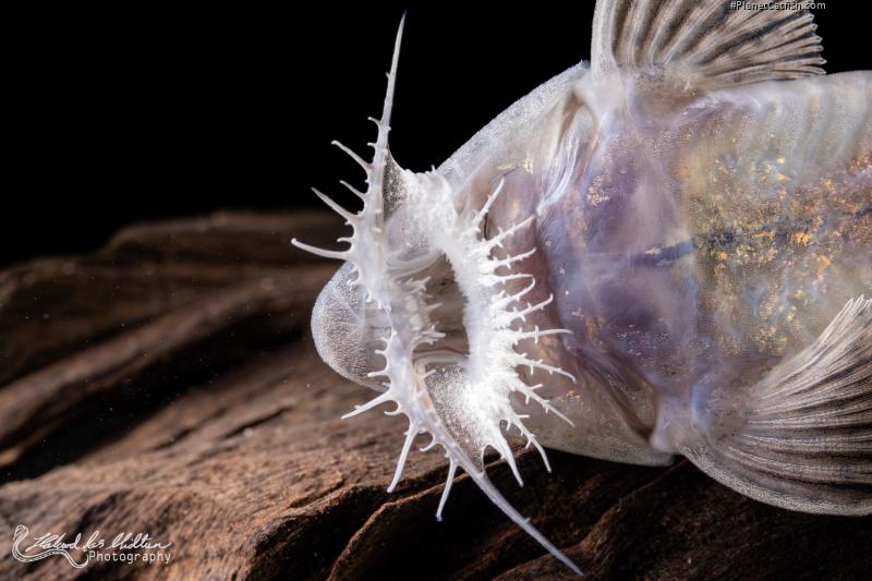 Pseudohemiodon laticeps