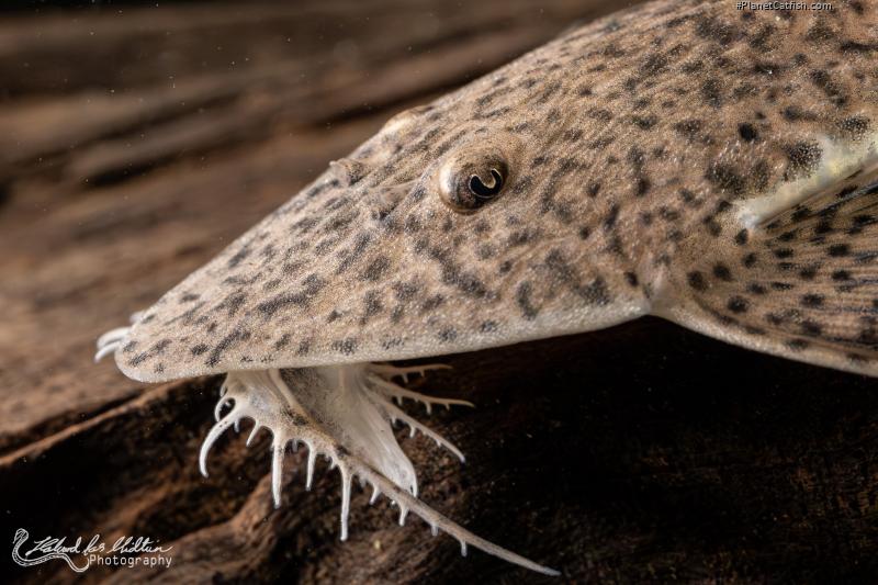 Pseudohemiodon laticeps