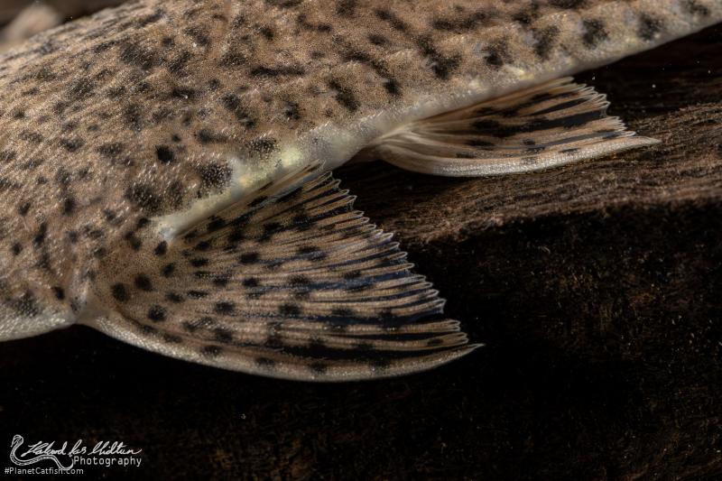 Pseudohemiodon laticeps