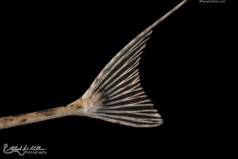 Pseudohemiodon laticeps