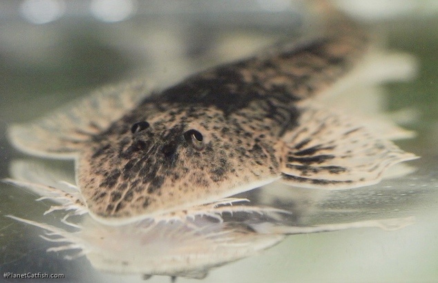 Pseudohemiodon platycephalus