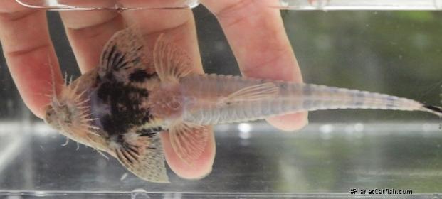 Pseudohemiodon platycephalus