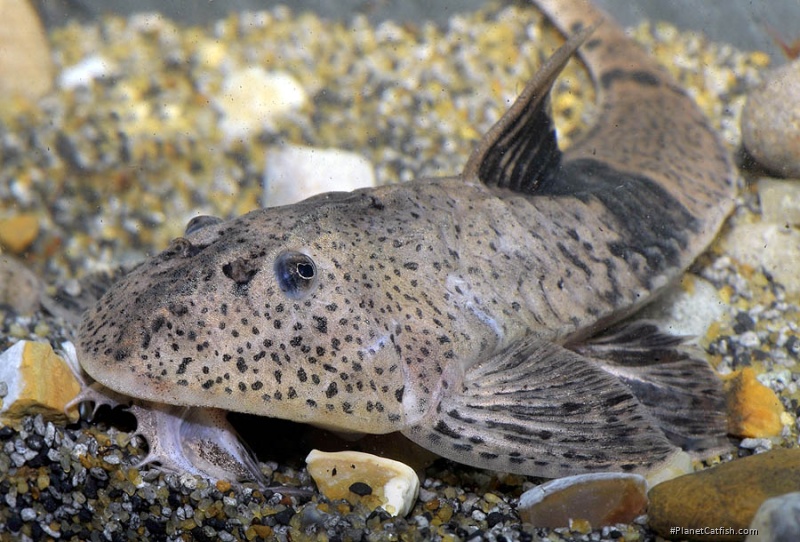 Pseudohemiodon sp. `MARBLED`