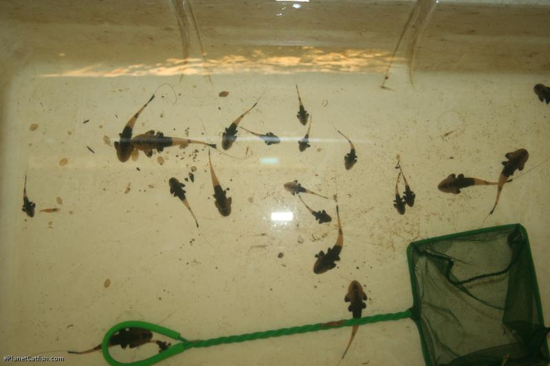 Pseudohemiodon sp. `MARBLED`
