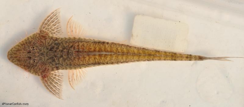 Pseudohemiodon unillano