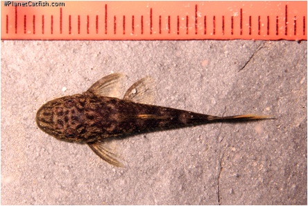 Pseudolithoxus dumus