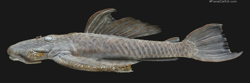 Pseudolithoxus kinja