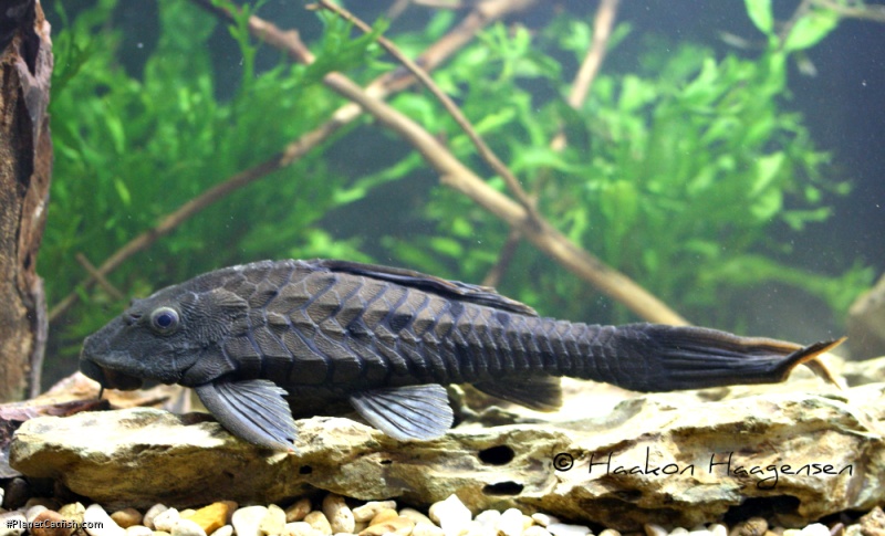 Pseudorinelepis genibarbis