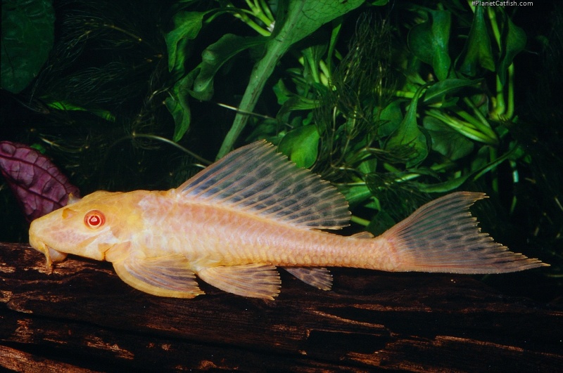 Pterygoplichthys gibbiceps