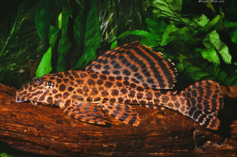 Pterygoplichthys gibbiceps