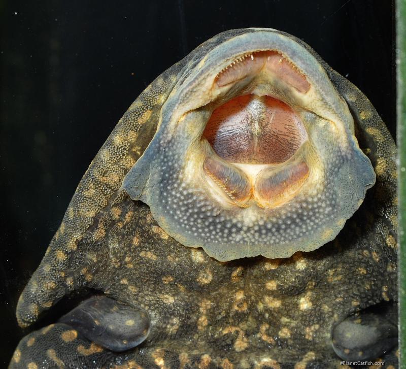 Pterygoplichthys joselimaianus