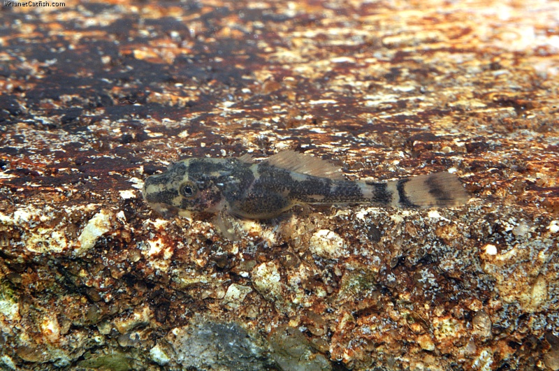 Pterygoplichthys pardalis