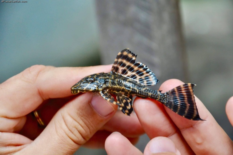 Pterygoplichthys parnaibae