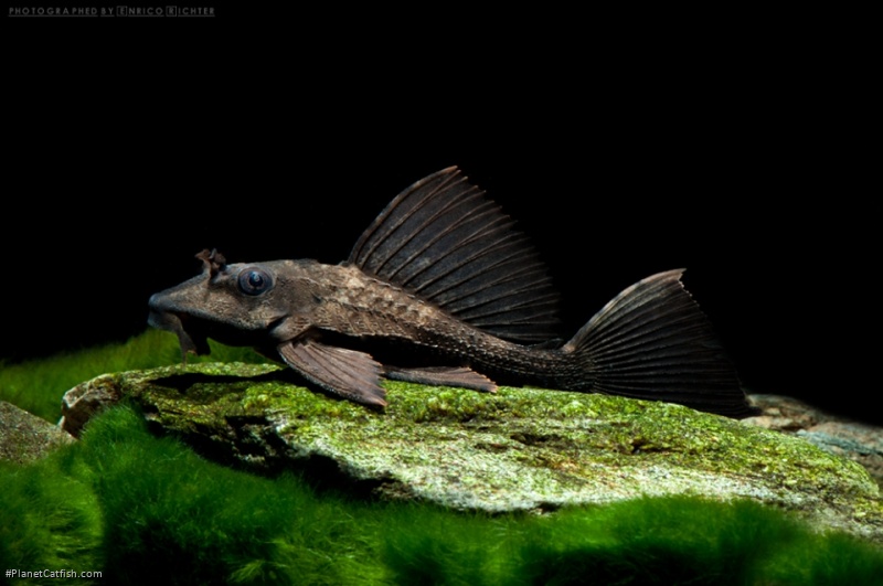 Pterygoplichthys scrophus