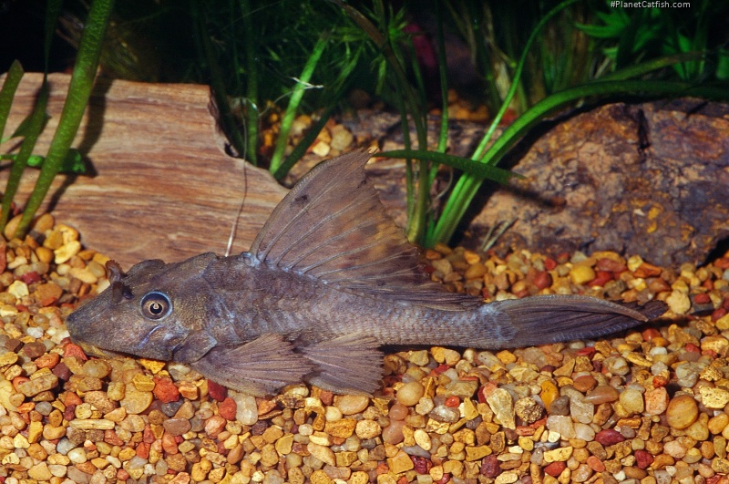 Pterygoplichthys scrophus