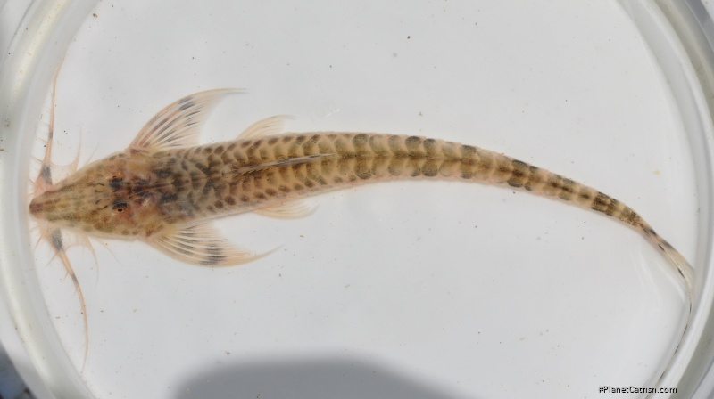 Rhadinoloricaria sp. `RIO APURE`