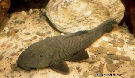 Rhinelepis strigosa
