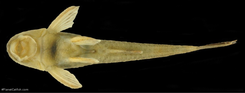 Rhinolekos capetinga