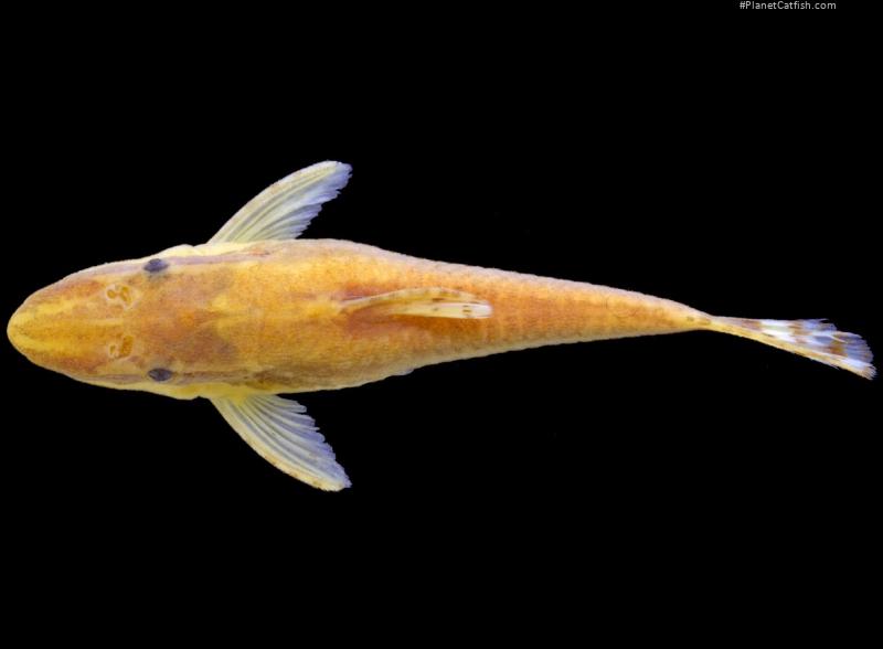 Rhinotocinclus acuen