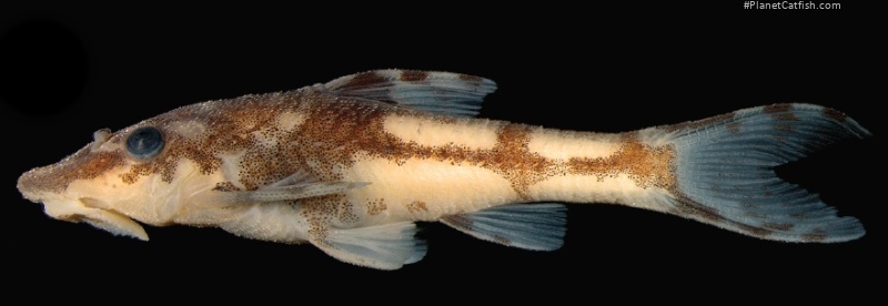 Rhinotocinclus bockmanni