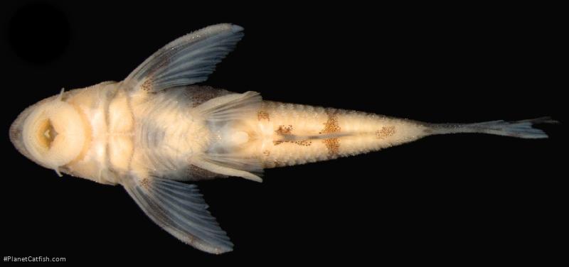 Rhinotocinclus bockmanni