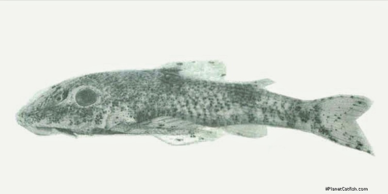 Rhinotocinclus britskii