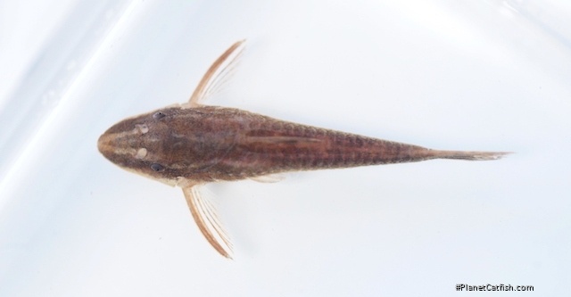 Rhinotocinclus chromodontus