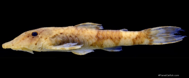 Rhinotocinclus collinsae