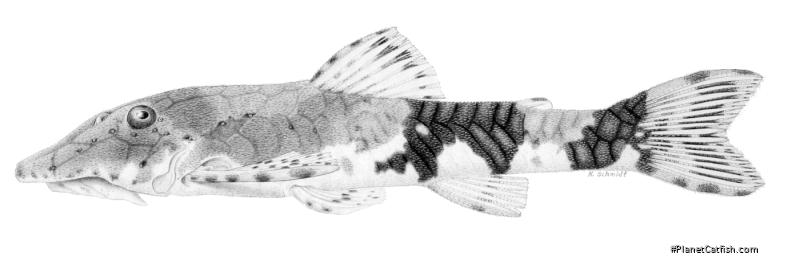 Rhinotocinclus collinsae