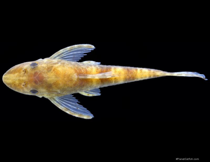 Rhinotocinclus dani