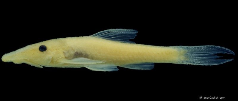 Rhinotocinclus dinizae