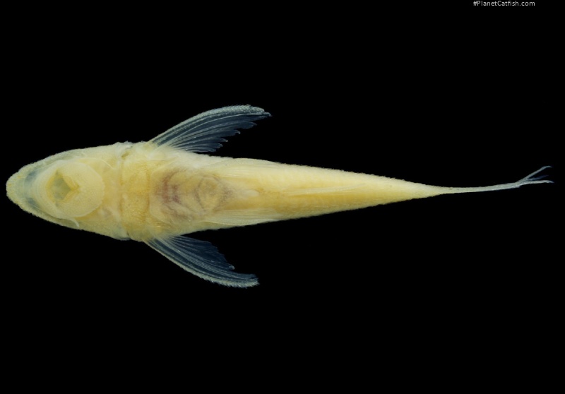 Rhinotocinclus dinizae