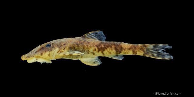 Rhinotocinclus hardmani