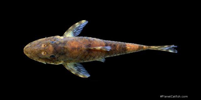 Rhinotocinclus hardmani