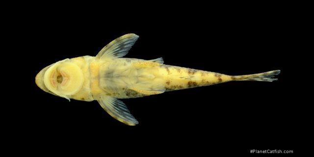 Rhinotocinclus hardmani