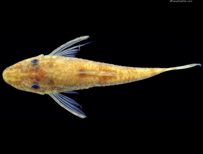 Rhinotocinclus hera