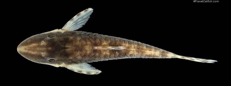 Rhinotocinclus jumaorum