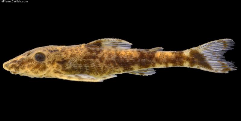 Rhinotocinclus kwarup