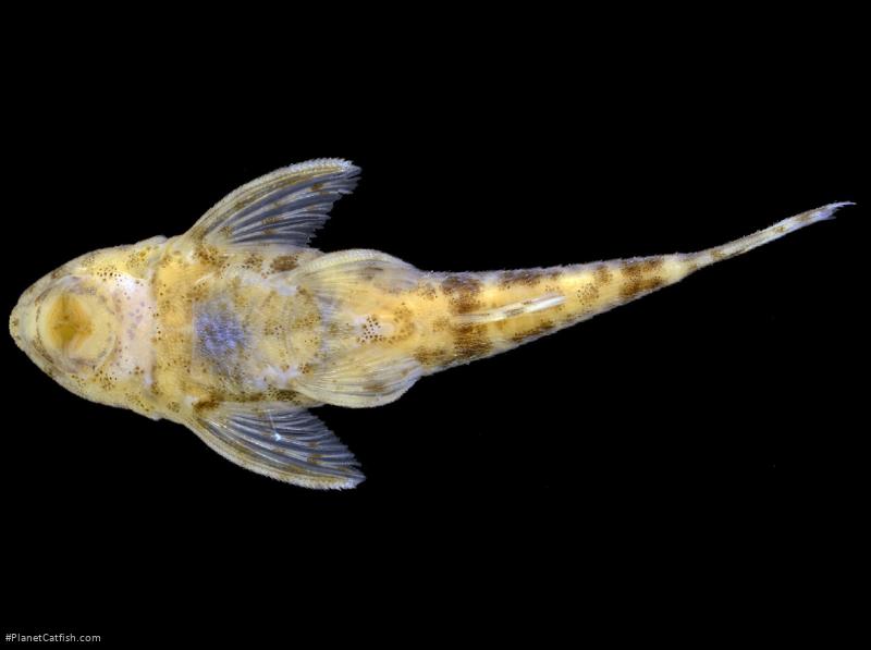 Rhinotocinclus kwarup