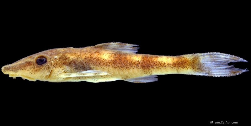 Rhinotocinclus marginalis