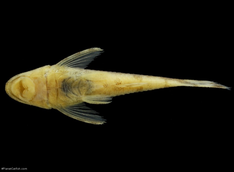 Rhinotocinclus marginalis