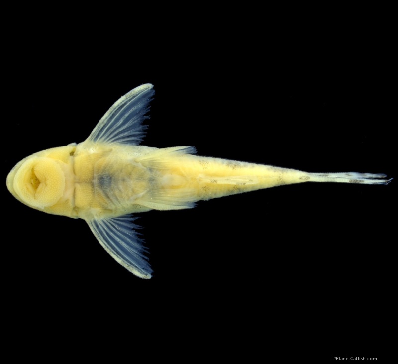 Rhinotocinclus pentakelis