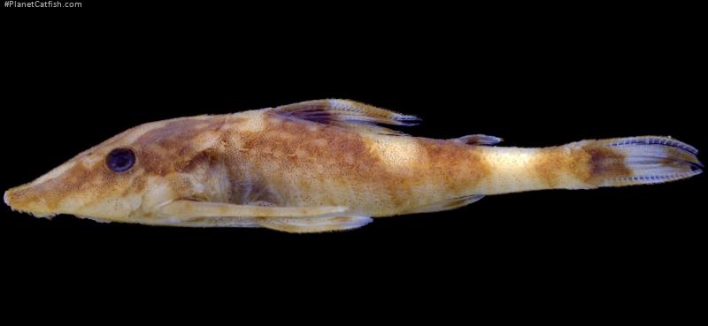 Rhinotocinclus polyochrus