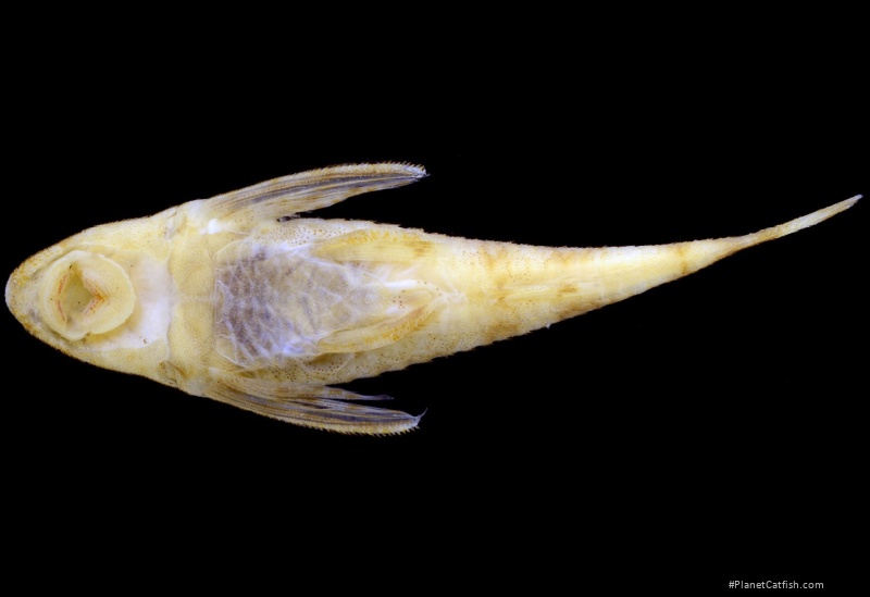 Rhinotocinclus polyochrus