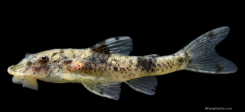 Rhinotocinclus sp. `RIO CAQUETA`