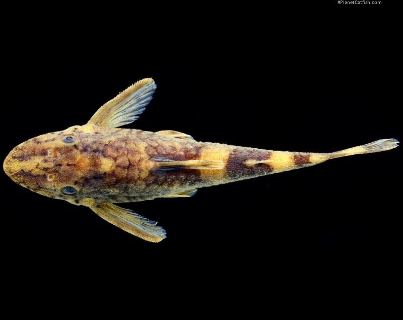 Rhinotocinclus yaka