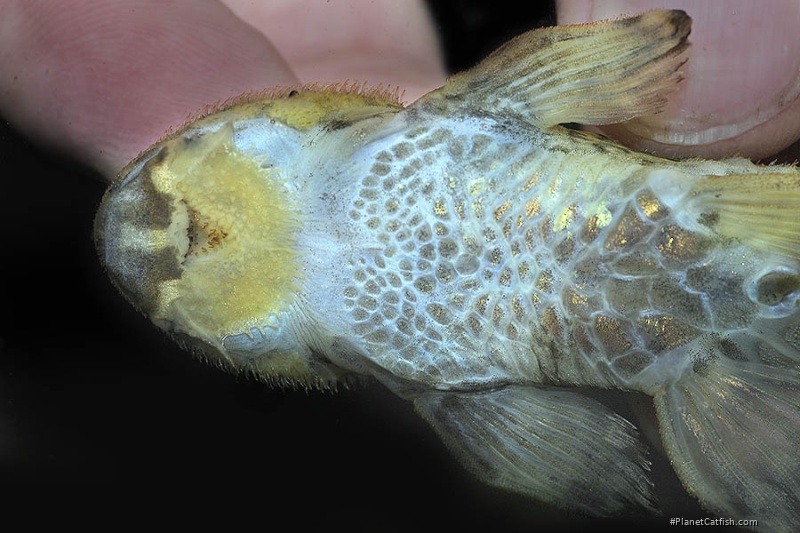 Rineloricaria aff. latirostris